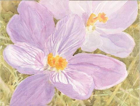 Crocus, watercolor on canvas